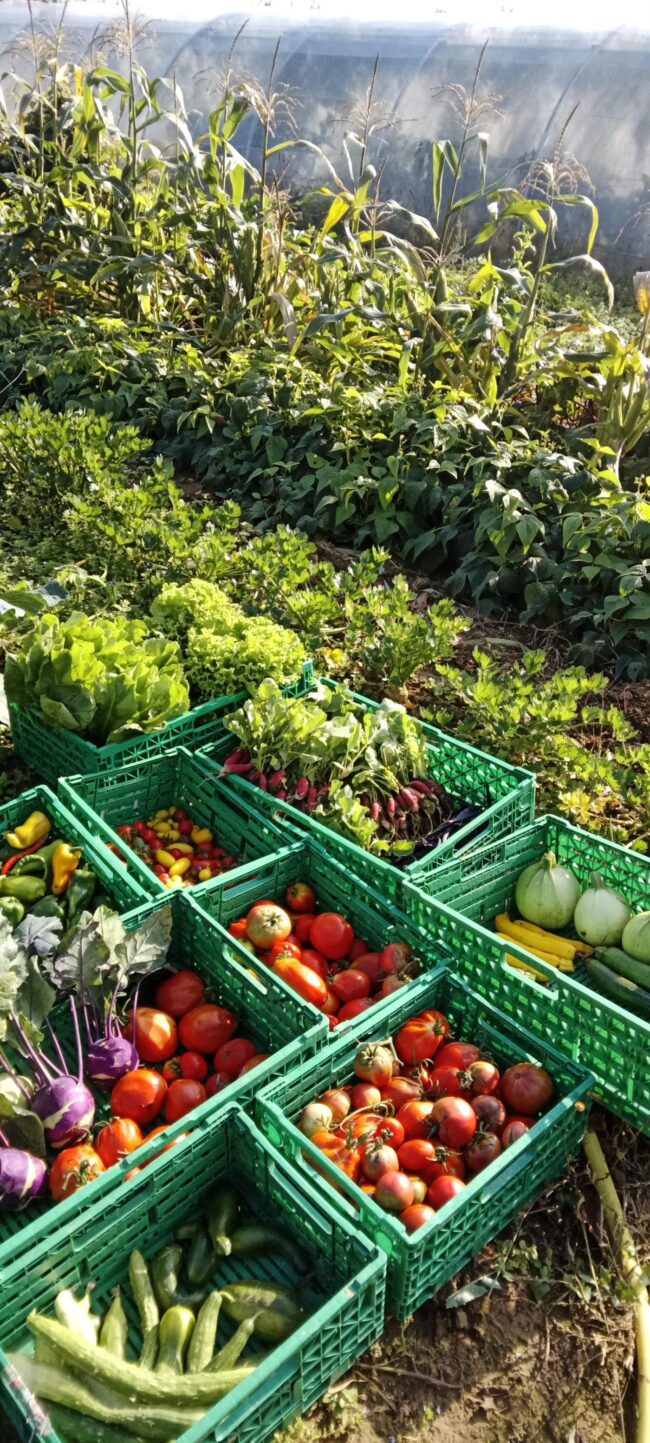 Récolte des légumes dans les champs de la ferme familiale du potager joyeux